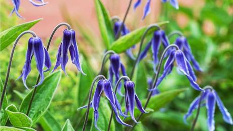 Die lange Blüte der Staudenclematis: von Juni bis September kann man sich an den violetten und blauen Blüten erfreuen.