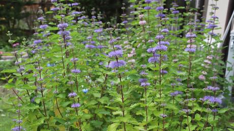 Die lange Blüte der Bartblume: Dieser Strauch begeistert durch seine schönen violetten und blauen Blüten.