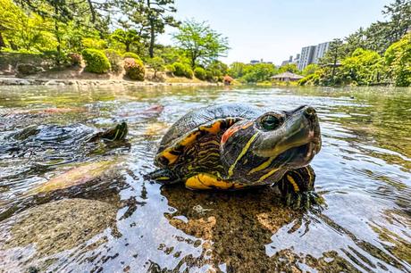 Shukkei-en Garten in Hiroshima – Japanische Gartenkunst