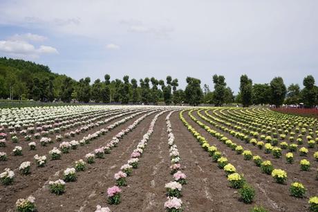 Die Blumenfelder von Furano