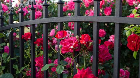 Zäune gibt es in verschiedenen Ausführungen und sie sind eine beliebte Methode für mehr Sichtschutz im Garten.