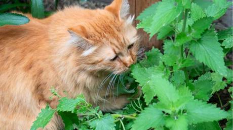 Ganz vorne mit dabei bei den katzenfreundlichen Pflanzen: die Katzenminze.
