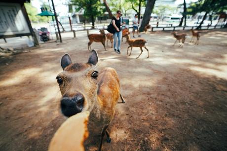 Nara Park – Hungrige Rehe und Tempel