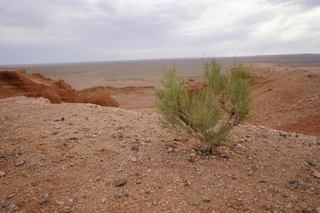 Die Flaming Cliffs (Bayanzag)