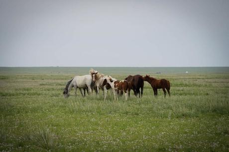 Die Mongolei erkunden: Auf eigene Faust oder mit Tour?