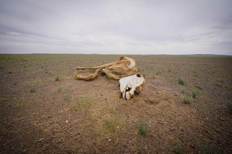 Die Mongolei erkunden: Auf eigene Faust oder mit Tour?