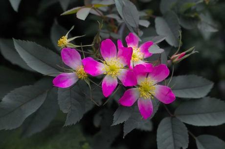 Besticht mit hübschen Blüten und herrlichem Duft: die Hechtrose.