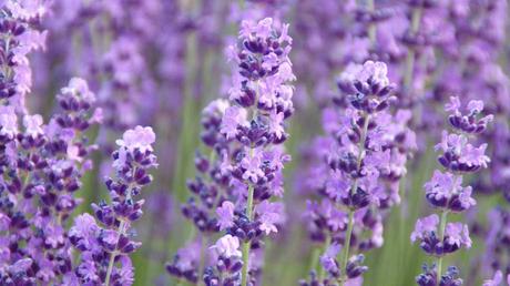 20 bienenfreundliche Sträucher, die farbenfrohe Vielfalt bieten