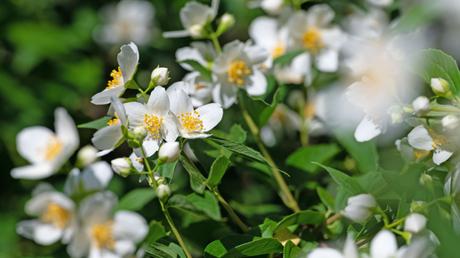 Seine Blütenfülle und der betörende Duft locken Bienen an: der Europäische Pfeifenstrauch.