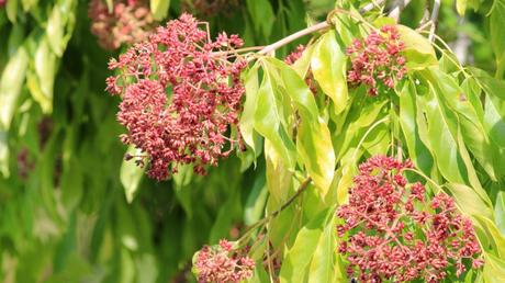 Der Spitzenreiter unter den Bienenweiden: der Bienenbaum.