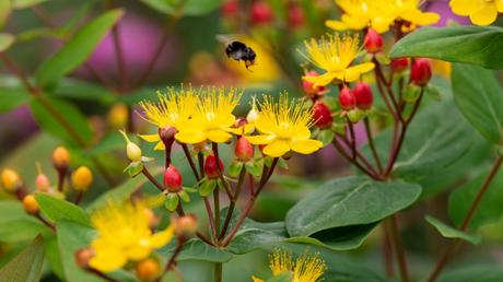Die gelben Blüten bringen Sommer in den Garten: das Blut-Johanniskraut. 