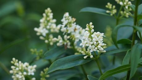 Duftet herrlich und bietet vielerlei Insekten einen sicheren Lebensraum: der Gemeine Liguster.