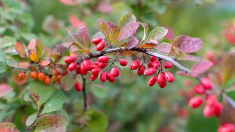 Bietet durch ihre Blüte und Früchte eine längere Nahrungsquelle für Bienen: die Berberitze.