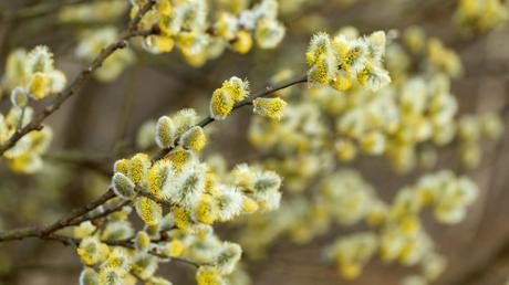 Bietet eine Nahrungsquelle, wenn der Frühling mal wieder auf sich warten lässt: die Sal-Weide.