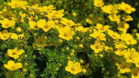 Verlängert das Nahrungsangebot für Insekten bis zum Oktober: der Fingerstrauch.