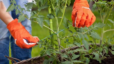 Tomatenpflanzen wachsen hoch hinaus und benötigen hierbei Unterstützung - Rankhilfen sind hier wichtig und dürfen nicht vergessen werden.