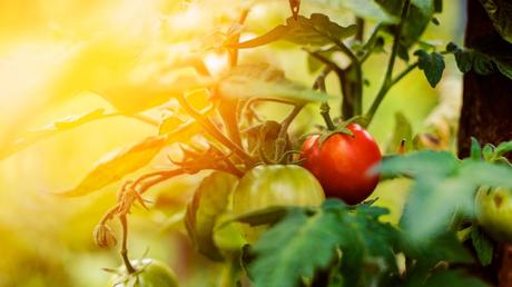 Licht und Wärme spielen ebenfalls eine wichtige Rolle beim Tomaten anbauen.