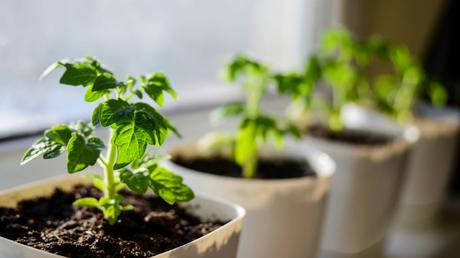 Jungpflanzen müssen vorsichtig und zum richtigen Zeitpunkt ein- und umgesetzt werden.