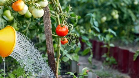 Weniger ist mehr - oder eben nicht. Vermeide auch falsches Gießen als Fehler beim Tomaten anbauen.