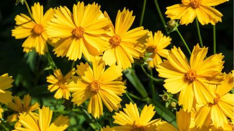 Gibt es in vielen Farben, aber ein kräftiges Gelb ist ihr Erkennungsmerkmal: das Großblumige Mädchenauge.