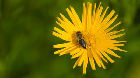 Begeistert mit schönen Blüten und insektenfreundlichen Eigenschaften: das Ochsenauge.