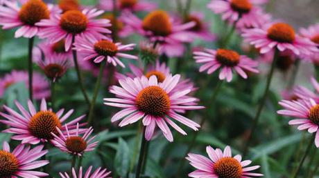 Von Juli bis September zeigen sich die schönen Blüten des Purpur-Sonnenhuts.