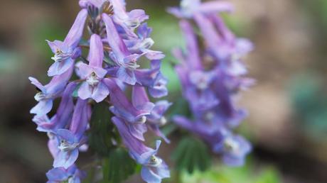 Interessante Form, schöne Farben und dann auch noch ein Dauerblüher: der Hohle Lerchensporn.