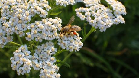 Begeistert Gärtner und Insekten gleichermaßen mit einem herrlichen Duft: die Gewöhnliche Wiesenschafgarbe.