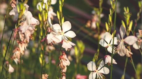 Winterhart und dabei ein Dauerblüher mit hübschen, weißen Blüten: die Prachtkerze.