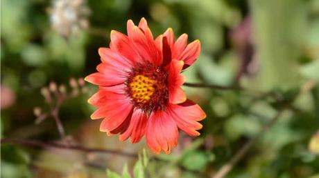 Gedeiht am besten in der Sonne: die Kokardenblume blüht von Juli bis Oktober.