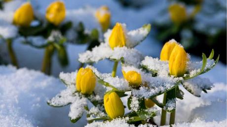 Trotzt mit seiner Blüte sogar dem tiefsten Winter: der Winterling als Dauerblüher.