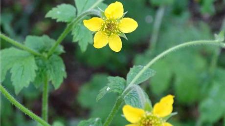 Der Echte Nelkenwurz blüht zwischen Mai und September in einem prächtigen Gelb.