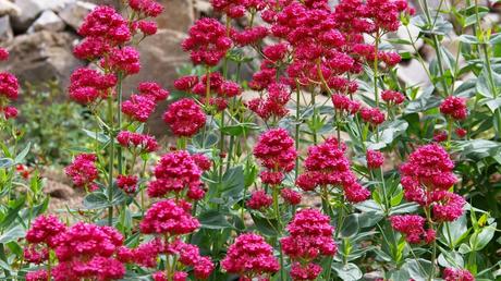 Ein Freund für Hummeln, Bienen und Schmetterlinge: die Rote Spornblume.