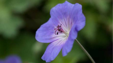 Die lange Blütezeit des Storchenschnabels geht von Juni bis Oktober - dann zeigt er seinen violetten Blüten.