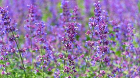 Nicht nur bei Katzen beliebt: die Katzenminze blüht in einem herrlichen Violett.