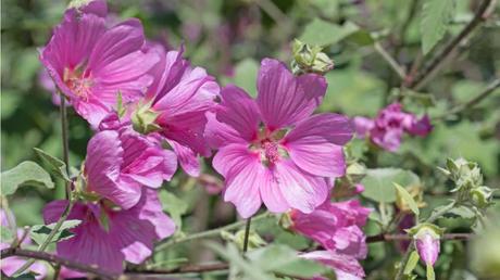 Die Buschmalve mit ihren klassischen, rosafarbenen Blüten - ein beliebter Dauerblüher.