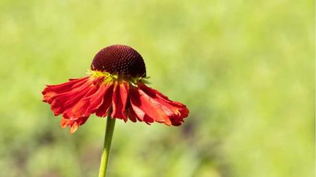 Fühlt sich an sonnigen Plätzen am wohlsten: die Sonnenbraut.