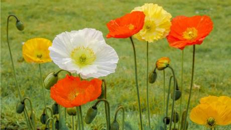 Mag es gerne sonnig und lauwarm: der Islandmohn blüht u.a. in Gelb, Orange, Rot und Weiß.