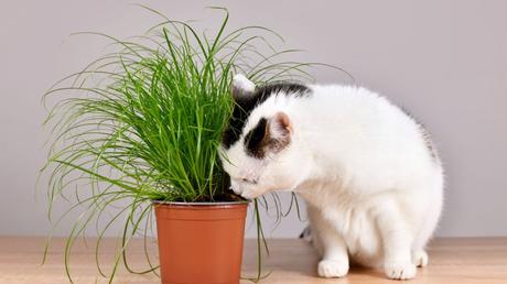 Der Name gibt bereits einen Hinweis auf diese katzenfreundliche Zimmerpflanze: das Katzengras.