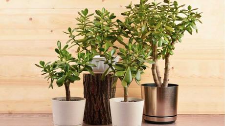 Außergewöhnliche Blätter und dennoch pflegeleicht: der katzenfreundliche Geldbaum.