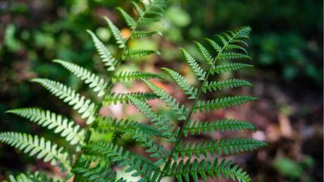 Der Echte Farn ist eine pflegeleichte und dabei katzenfreundliche Zimmerpflanze.