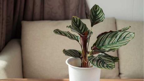 Die Calathea ist eine beliebte Zimmerpflanze.