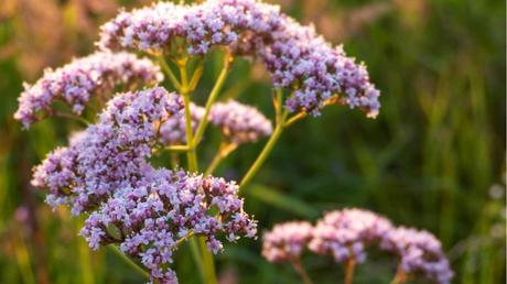 15 katzenfreundliche Zimmerpflanzen für dein Zuhause