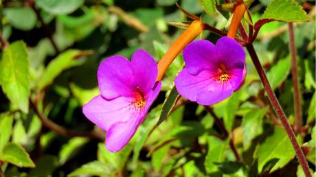 15 katzenfreundliche Zimmerpflanzen für dein Zuhause