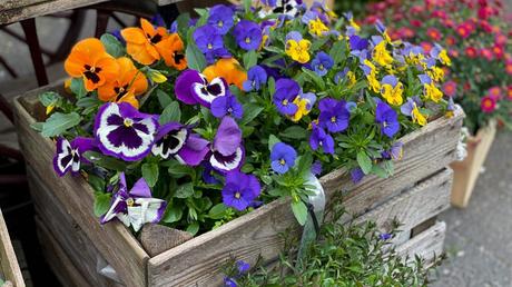 15 katzenfreundliche Zimmerpflanzen für dein Zuhause