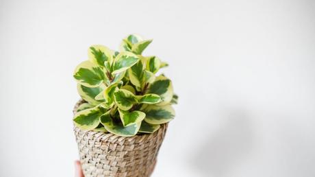 Besticht mit seinen zweifarbigen Blättern: der Zwergpfeffer.