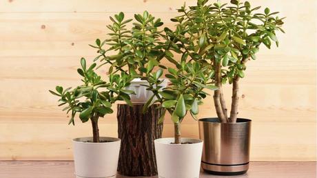 15 katzenfreundliche Zimmerpflanzen für dein Zuhause