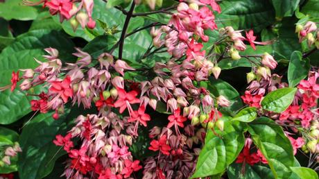 Die schönen Blüten bieten einen hübschen Kontrast zu den grünen Blättern: der Kletternde Losbaum.
