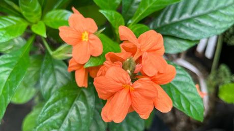 Schöne Blüten und dabei auch katzenfreundlich: die Tapirblume.