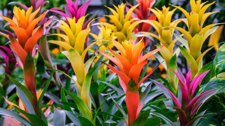 Auch die bunte Bromelie 'Guzmania' ist eine katzenfreundliche Zimmerpflanze.